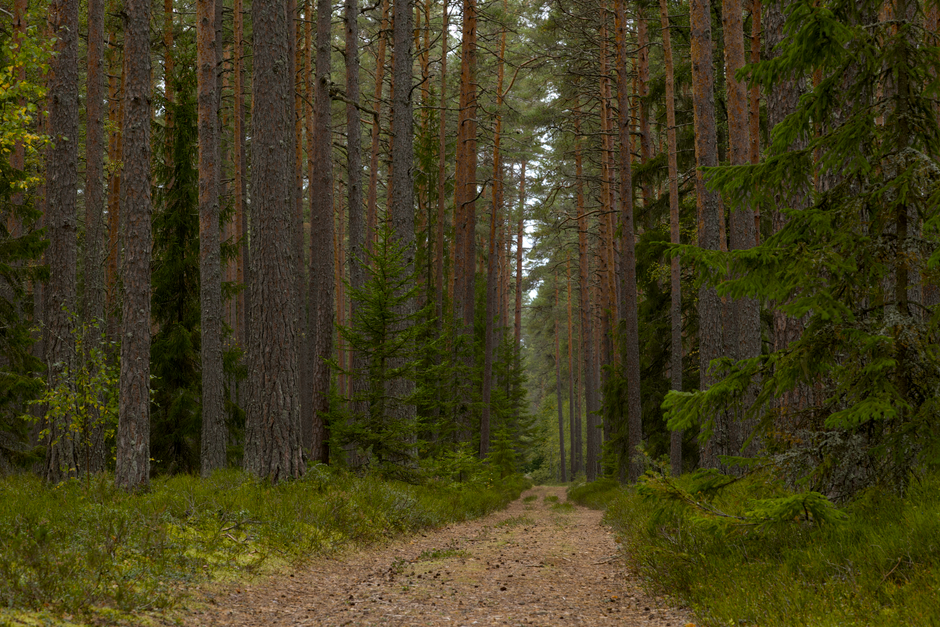 Stress: Signal, Response And Recovery: A Simple Checklist
